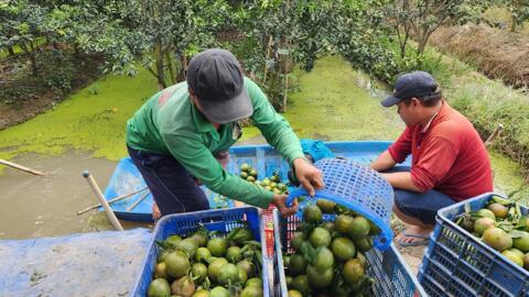 Đồng bằng sông Cửu Long: Vì sao cây trồng chủ lực nhanh “hết thời”?