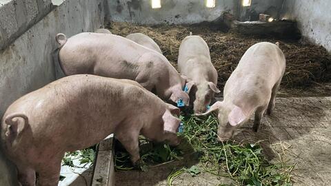 Hà Tĩnh: Chăn nuôi lợn an toàn sinh học theo hướng hữu cơ