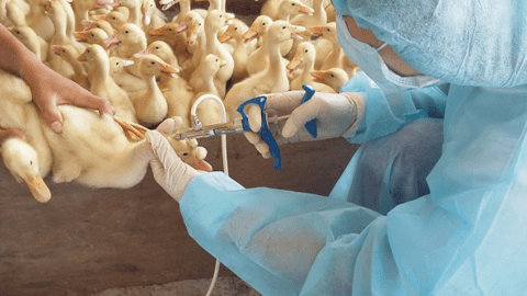Rà soát, chấn chỉnh tiêm vắc xin phòng bệnh cho đàn vật nuôi