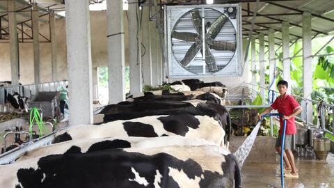 Hà Nam: Phát triển chăn nuôi bò sữa ở Duy Tiên