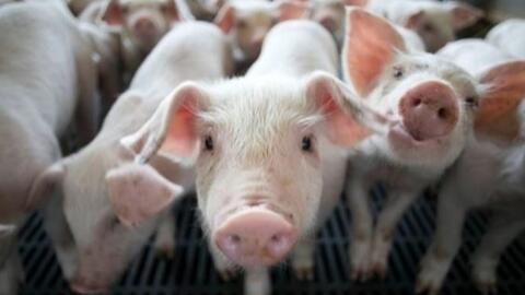Tỷ lệ nhiễm Mycoplasma hyorhinis trên lợn tại một số huyện ở tỉnh Hưng Yên