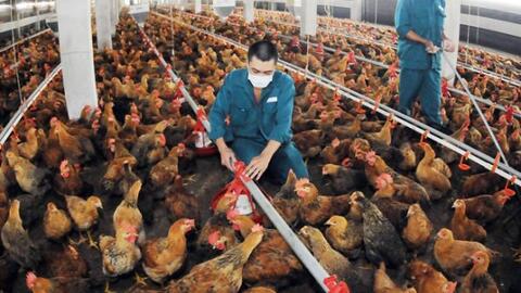 Nghiên cứu cho thấy các chủng vi khuẩn Salmonella đột biến làm lây nhiễm mạnh hơn ở gia cầm