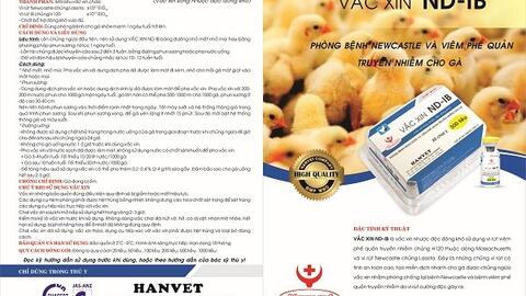 Vắc xin ND-IB: Phòng bệnh Newcastle và viêm phế quản truyền nhiễm cho gà