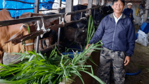 Nuôi vỗ béo bò, nuôi dê thương phẩm đạt hiệu quả cao