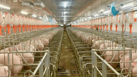 Gia Lai: Tăng cường kiểm tra, giám sát môi trường đối với các dự án chăn nuôi