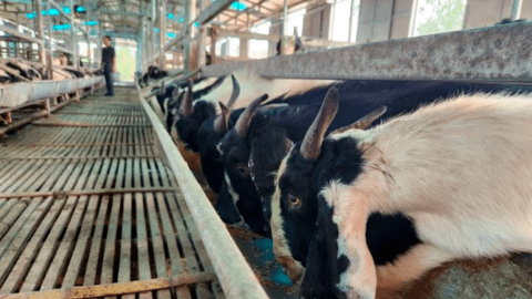 Trang trại dê khép kín quy mô nhất vùng cói Nga Sơn