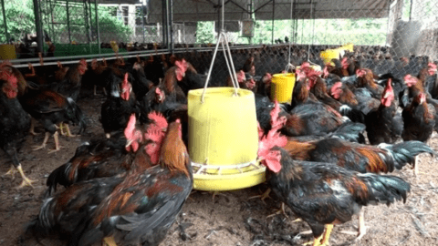 Mầm bệnh cúm gia cầm A/H5N1 ngoài môi trường rất cao