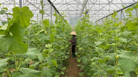 Liên kết và đổi mới - hướng phát triển bền vững cho hợp tác xã