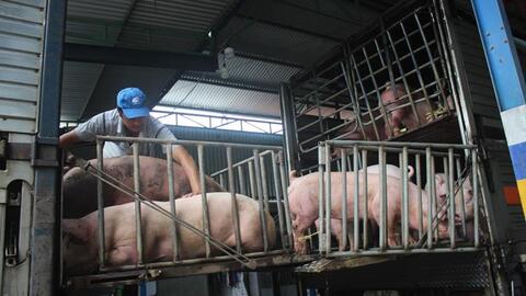 Đồng Nai: Giá heo hơi cao nhất Đông Nam Bộ