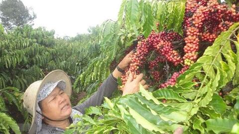 Cà phê doanh nhân - đừng chỉ là phong trào