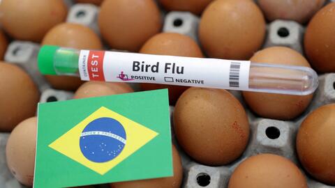 Brazil ban bố tình trạng khẩn cấp về sức khỏe động vật trong 180 ngày