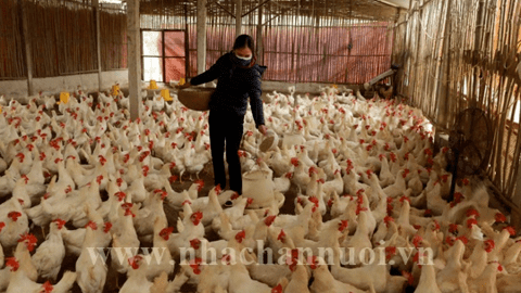 6 thách thức của ngành chăn nuôi gia cầm trong tình hình mới