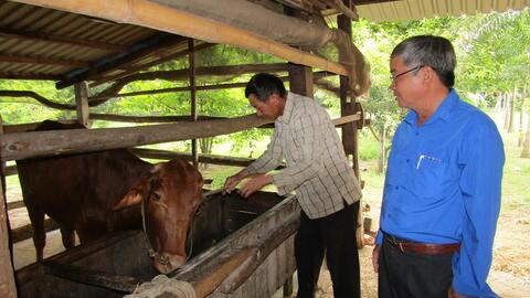 Tạo lập nhãn hiệu chứng nhận ‘Bò Tây Ninh’, nâng cao giá trị, vị thế sản phẩm