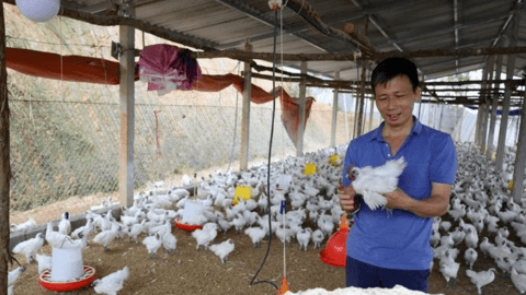 Giá gà giảm sâu, người chăn nuôi ‘lao đao’