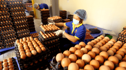 Ngành chăn nuôi gia cầm: Cần được “tiếp sức” để vượt cơn bĩ cực