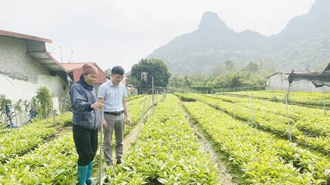 Phát triển kinh tế từ mô hình ươm cây giống