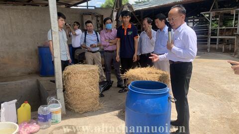 Tối ưu khả năng tiêu hóa rơm rạ và giảm phát thải khí mê tan trong chăn nuôi bò thịt