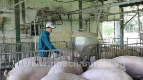 Tối đa hóa hiệu quả sử dụng thức ăn cho heo với Ecobutyrate