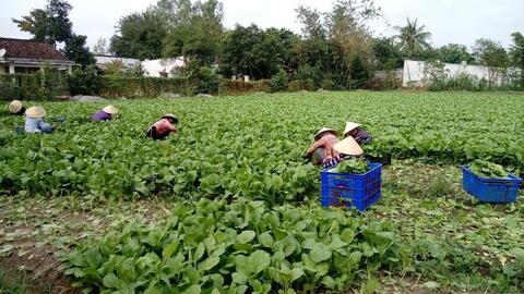 Vì sao nhiều nông dân chưa mặn mà tham gia hợp tác xã?