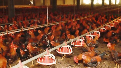 Khám phá trại nuôi gà quy mô hơn 3 tỷ đồng ở huyện miền núi Hà Tĩnh