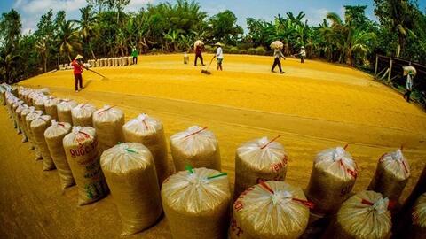Thủ tướng Chính phủ chỉ thị bảo đảm an ninh lương thực, thúc đẩy sản xuất, xuất khẩu gạo bền vững