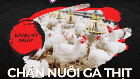 Hội thảo chuyên ngành chăn nuôi gà thịt tại Bình Dương