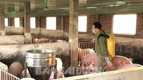 Hải Dương: Số cơ sở chăn nuôi VietGAP ở Chí Linh nhiều nhất tỉnh