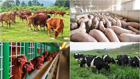 MSD Animal Heath: Tiên phong cung giải pháp công nghệ số trong quản lý chăn nuôi
