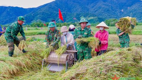 Bộ đội Biên phòng A Đớt gặt lúa giúp dân
