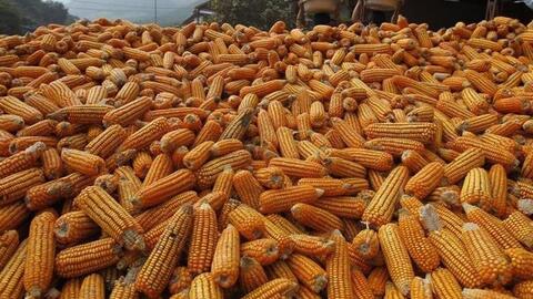 Giá nguyên liệu thức ăn chăn nuôi giảm là cơ hội để tăng tái đàn