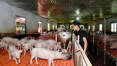 Bà Rịa-Vũng Tàu: Người chăn nuôi chuẩn bị tái đàn vụ heo Tết