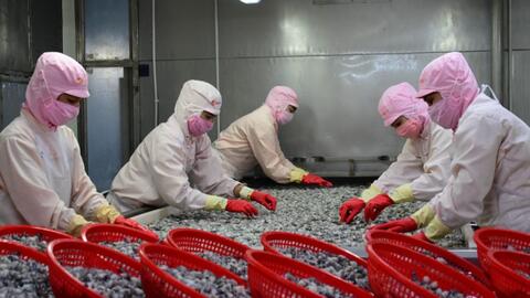 Cà Mau phát triển nghề nuôi tôm theo hướng hiện đại