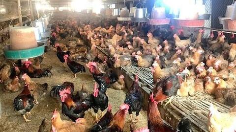 Bộ NN-PTNN đề nghị lập chuyên án đấu tranh, xử lý buôn bán gia cầm lậu
