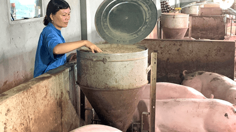 Thành công từ nuôi heo trong chuồng lạnh