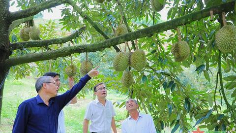 Phát triển hiệu quả, bền vững ngành sầu riêng