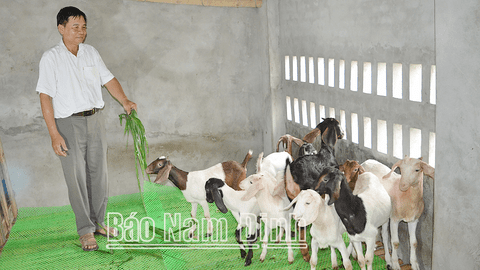 Một mô hình nuôi dê nhốt chuồng hiệu quả