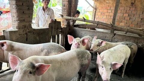 Ý thức hộ chăn nuôi chưa cao, dịch bệnh dễ tái phát