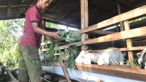 Chăn nuôi dê theo mô hình kinh tế hợp tác giúp người dân Đắk Lắk thoát nghèo bền vững