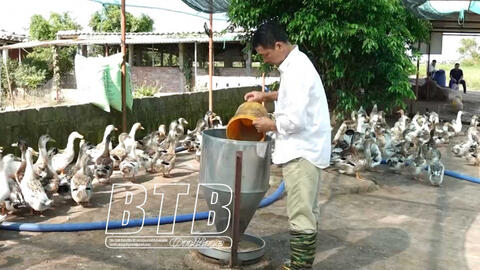 Tiền Hải (Thái Bình): Hiệu quả nuôi vịt biển an toàn sinh học