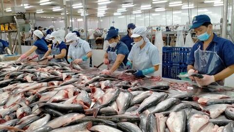 Tháng 8-2023: Xuất khẩu cá tra Việt Nam sang Mỹ đạt hơn 25 triệu USD