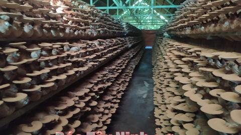 Làm giàu từ trồng nấm 