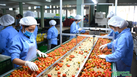 Tháo gỡ khó khăn, cải thiện môi trường đầu tư cho Tây Nguyên