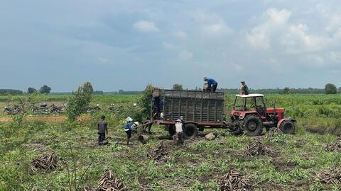 Ngành chế biến tinh bột khoai mì: “Khát” nguyên liệu 