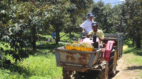 Giữ chất lượng để sầu riêng Khánh Sơn vươn xa