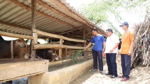 Ngân hàng bò sinh sản giúp người nghèo vươn lên