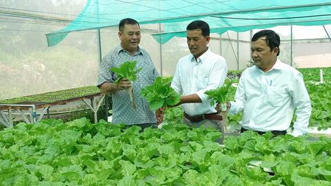 Cựu chiến binh làm giàu từ trồng rau sạch