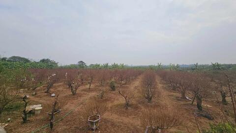 Làng hoa, cây cảnh Phú Xuyên sôi động dịp Tết Giáp Thìn 2024
