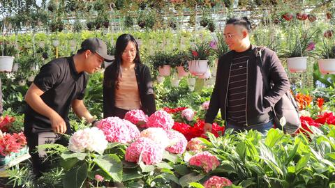Nhà vườn chuẩn bị hoa kiểng phục vụ thị trường Tết 