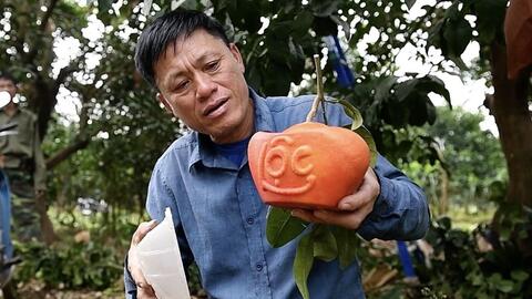 Cây, quả "độc, lạ" hút khách