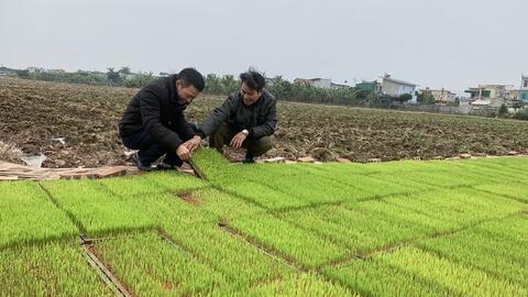 Tích tụ, tập trung đất nông nghiệp tại Thái Bình: Quả ngọt và những vấn đề đặt ra - Bài 3: Tạo bước đệm vững chắc cho tái cơ cấu nông nghiệp (Tiếp theo và hết)